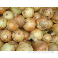 Fresh Yellow Onion In High Quality